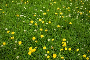Dağ vadisinde renkli çiçeklerle dolu bir tarla. Doğal yaz manzarası