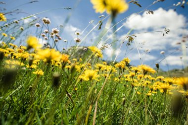 Rüzgâr, dağların tepesindeki çiçeklerin arasından esiyor.