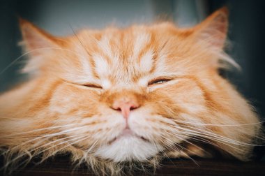Evinde uyuyan ve dinlenen turuncu sevimli kedi portresi.