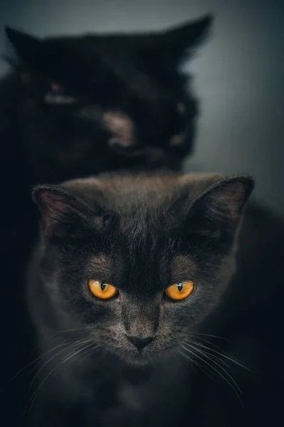 Close Szczegółowo Portret Dwóch Uroczych Czarnych Kotów Pomarańczowymi Oczami Spoczywających — Zdjęcie stockowe