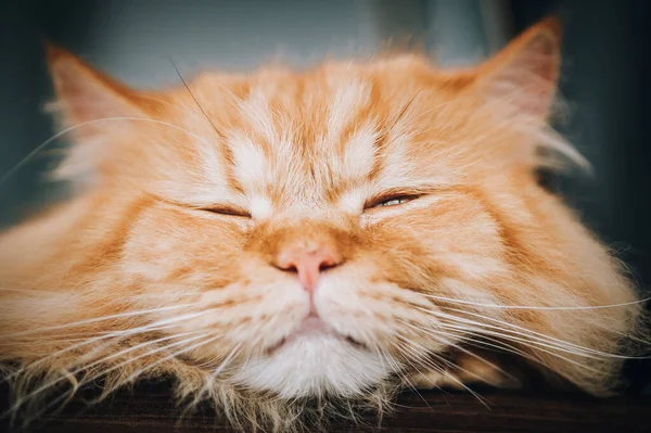 Detalhe Close Retrato Gato Laranja Bonito Dormindo Descansando Casa — Fotografia de Stock