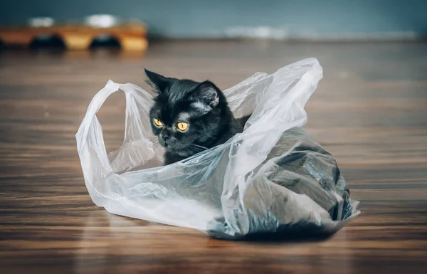 Retrato Gato Curta Distância Preto Sentado Saco Plástico Café Chiang — Fotografia de Stock