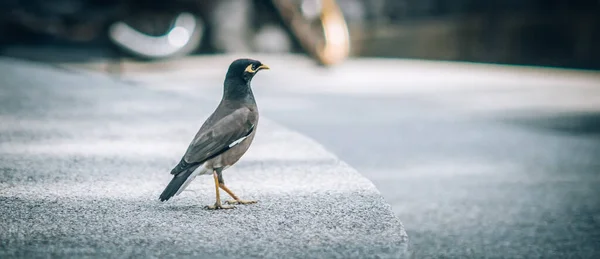 Myna鸟 美丽的小鸟在城市的街道上等待食物 从动物地板的角度来看 — 图库照片
