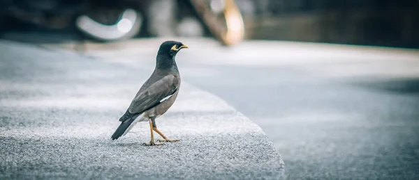 Myna Madarak Gyönyörű Kismadár Várja Ételt Város Utcájában Kilátás Állati — Stock Fotó