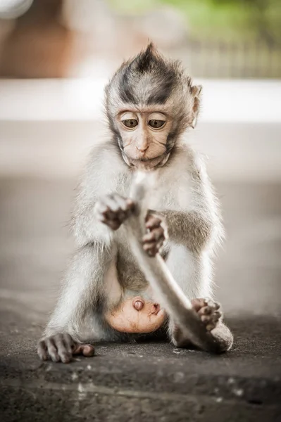 Petit Bebe Singe Macaca Mulatta Dans La Foret Sacree De Singe Babouin Faune Stock Photo Petit Bebe Singe Macaca Mulatta Dans La Foret Sacree De Singe Babouin Faune Stock Photo
