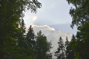 Mavi gökyüzüne karşı bir çam yeşil dalları