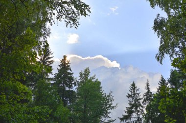 Mavi gökyüzüne karşı bir çam yeşil dalları
