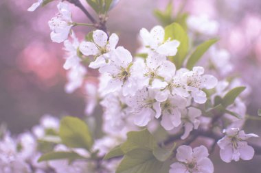 Beyaz kiraz ağacı çiçek bahar Vintage Fotoğraf