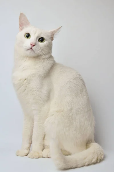 Gatinho Branco Bonito Fundo Bege — Fotografia de Stock