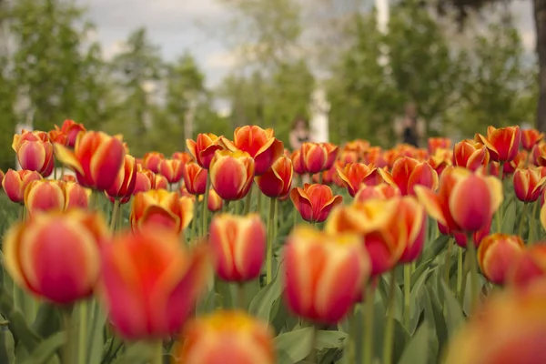 Den Vackra Färgen Tulpaner Börjar Öppna Värmen Springtime — Stockfoto