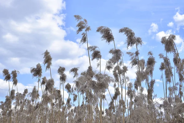 Trockener Sumpffarn Und Blauer Himmel — kostenloses Stockfoto