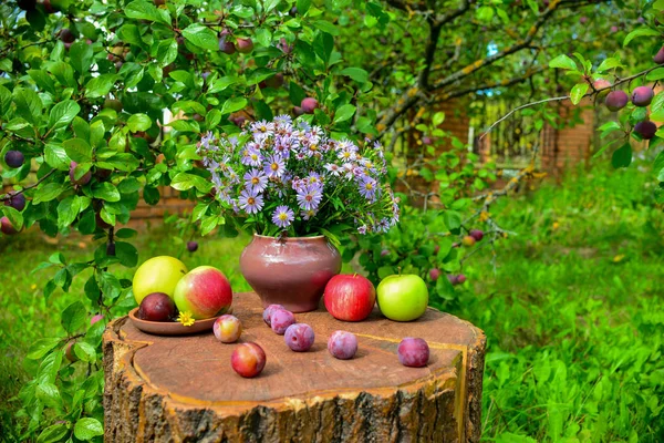 Bellissimi Fiori Mele Prugne Giardino — Foto Stock