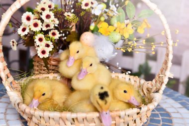 bir sepet içinde paskalya ördek yavruları tavuk