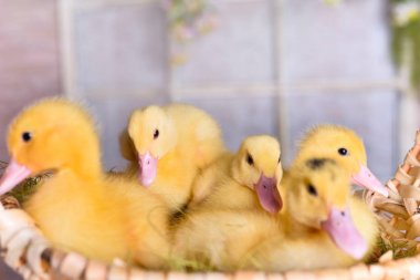 bir sepet içinde paskalya ördek yavruları tavuk