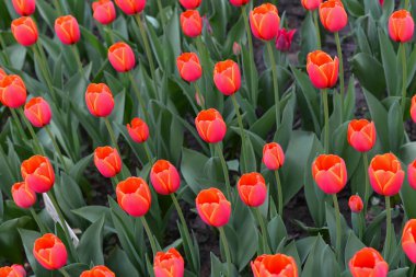 Şeftali lalelerinin güzel rengi Bahar'ın sıcaklığı altında açılmaya başlıyor..