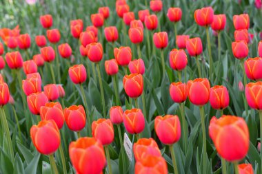 Şeftali lalelerinin güzel rengi Bahar'ın sıcaklığı altında açılmaya başlıyor..
