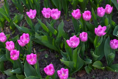 Şeftali lalelerinin güzel rengi Bahar'ın sıcaklığı altında açılmaya başlıyor..