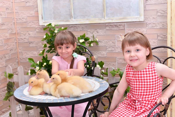 Beautiful Cute Girls Little Ducks — Stock Photo, Image