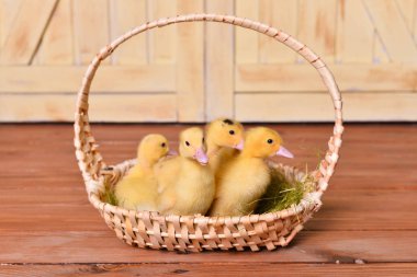 Hasır sepetteki şirin ördek yavruları.