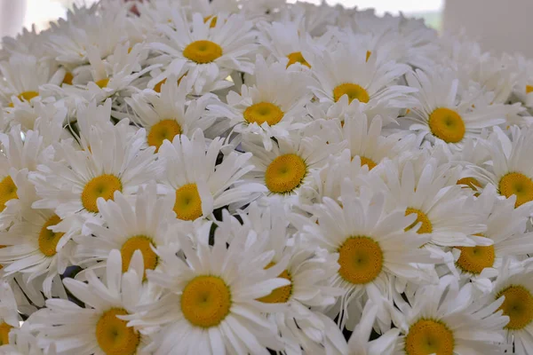 Strauß Frischer Wundervoller Blumen — Stockfoto