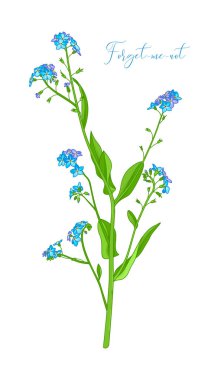 Myosotis sylvatica veya unut-me-değil.