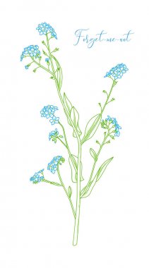 Myosotis sylvatica veya unut-me-değil.