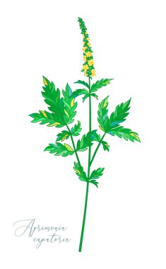 Agrimonia Eupatoria vektör illüstrasyon.