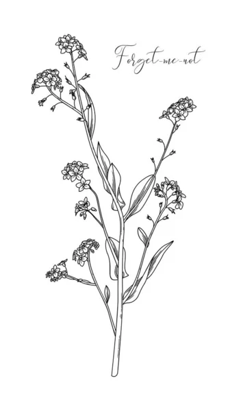 Myosotis sylvatica u olvidarme-no . — Vector de stock