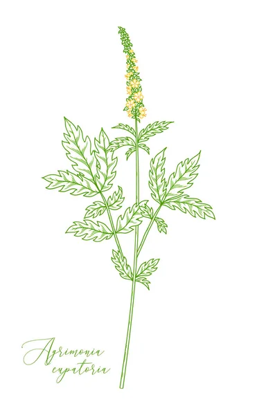 Vektor illustration av Agrimonia Eupatoria på vit bakgrund. — Stock vektor