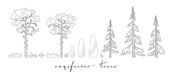Tall Gran Cypress Och Gräs Isolerad Vit Bakgrund Svart Och — Stock vektor