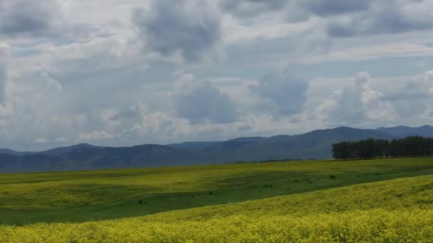 Prado Floreciente Sobre Fondo Montañas Nubes Voladoras Rápidas — Vídeos de Stock