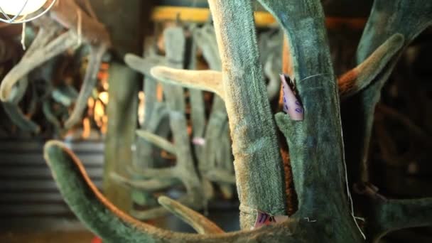 Geweihhörner Abschneiden Marals Freier Wildbahn Pantotherapie — Stockvideo