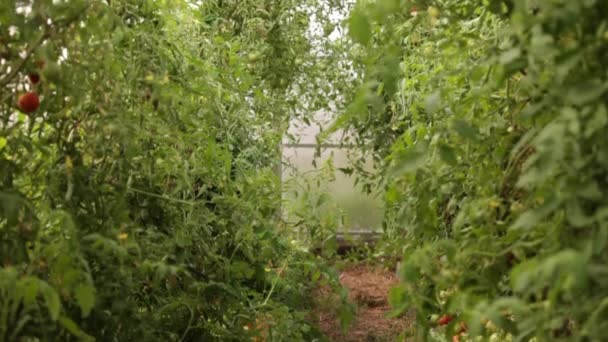 Comida Ecológica Rural Produtos Ecológicos Dos Agricultores Comida Deliciosa Fazenda — Vídeo de Stock