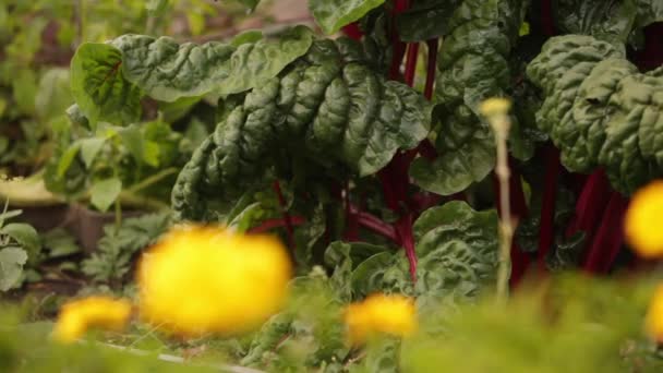 Umweltfreundliche Lebensmittel Aus Dem Ländlichen Raum Ökoprodukte Der Bauern Leckeres — Stockvideo
