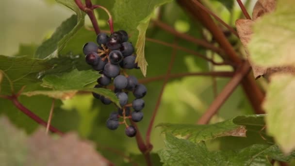 Venkovské Ekologické Potraviny Eco Produkty Zemědělců Výborné Jídlo Poplužního Statku — Stock video