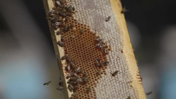 양봉장입니다 꿀벌으로 빗입니다 통에서 밖으로 걸립니다 — 비디오