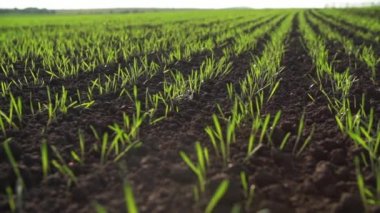 Bir alanı yeşil sürgünler ile kamera çekimleri taşır. Tarım. Kış buğday tarlası odasının hareketi ile. Hasat başlangıcı.