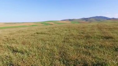 Buğday ile havadan çekim alanı. Tarım. Hasat.