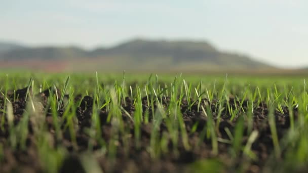 Field Green Shoots Camera Moves Shoots Agriculture Field Winter Wheat — Stock Video