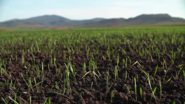 Câmp Verde Împușcă Camera Mișcă Lungul Lăstarilor Agricultură Câmpul Grâu — Videoclip de stoc