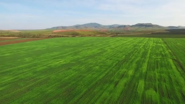 Yeşil Filizlerle Tarlanın Havadan Incelemesi Hava Fotoğrafçılığından Kalma Buğday Tarlası — Stok video