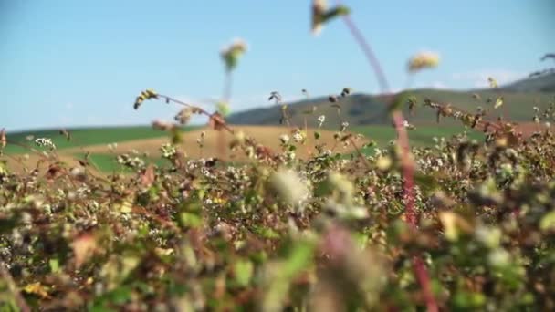 Das Buchweizenfeld Blüht Der Sonne Bewegung Der Kammer Über Buchweizenkörner — Stockvideo