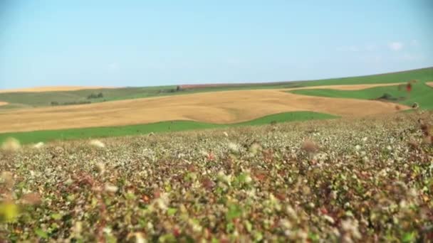 Karabuğday Çiçekleri Güneş Alan Buğday Taneleri Üzerinde Odası Hareketi Tarım — Stok video