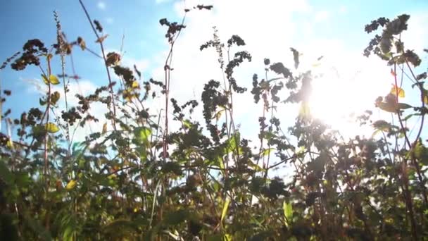 Campo Flores Fagópiro Sol Movimento Câmara Sobre Grãos Trigo Mourisco — Vídeo de Stock