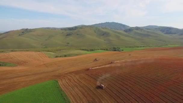 Aerial Survey Agricultural Works Combines Clean Field Buckwheat — Stock Video