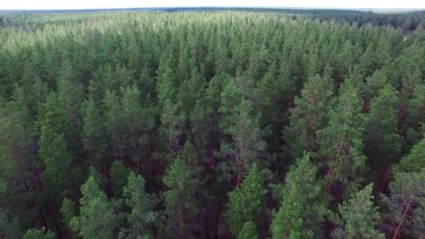 Luchtfotografie Dennenbos Met Bird Vlucht Eén Vloog Het Pine Forest — Stockvideo