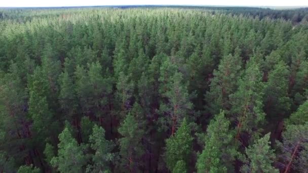 Fotografia Aérea Floresta Pinheiro Com Voo Pássaro Voou Sobre Floresta — Vídeo de Stock