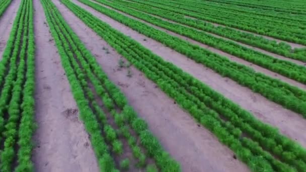 Fotografia Aérea Mudas Floresta Coníferas Reflorestação Florestal Plantio Mudas Árvores — Vídeo de Stock