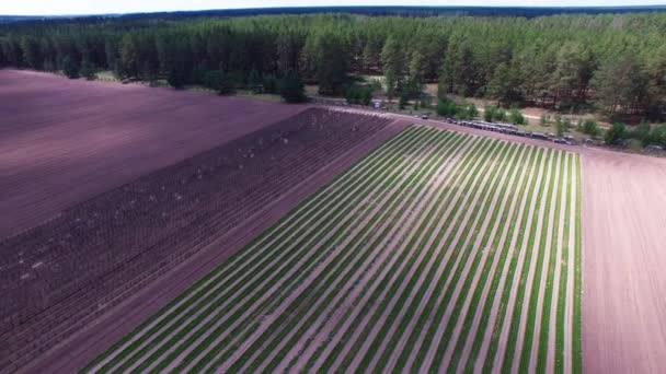 Fotografía Aérea Plántulas Bosque Coníferas Reforestación Forestal Plantación Plántulas Ecología — Vídeo de stock