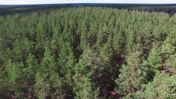 Aerial Photography Pine Forest Bird Flight One Flew Pine Forest — Stock Video